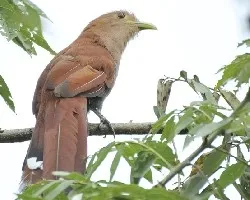 Bobo Chiso (Piaya cayana)