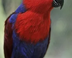 Eclectus Roratus