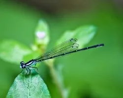 Enallagma Cyathigerum