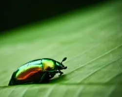 Escarabajo Multicolor!