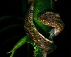Toboba vs Iguana