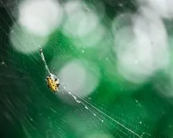 La telaraña