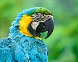 Lapa Azul
