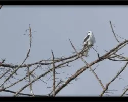 Elanus leucurus