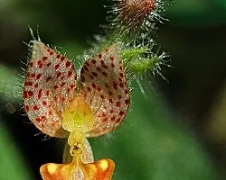 Orquideaq
