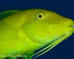 salmonete