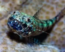 Pez lagarto