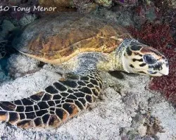 tortuga