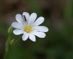 Estelaria