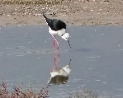Himantopus himantopus