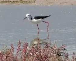 Himantopus himantopus