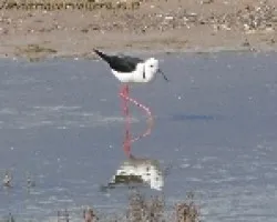 Himantopus himantopus