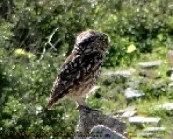 Athene noctua
