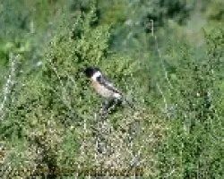 Tarabilla comun macho