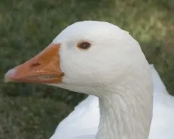 pato