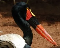 pico rojo