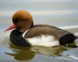 pato colorao
