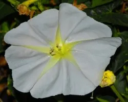 flor blanca