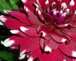 petalos