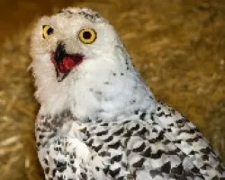lechuza (ESPECIE)