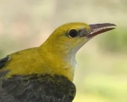 oropendola