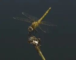 libelula