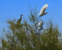 garzas