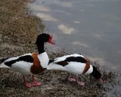pareja de tarros blancos