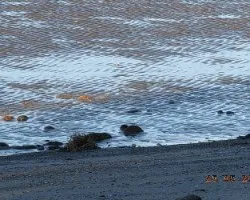 Ripples