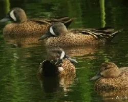 Patos