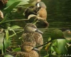 Patos