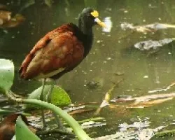 Jacana
