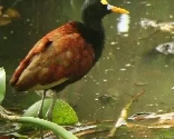 Jacana