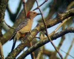 Carpintero