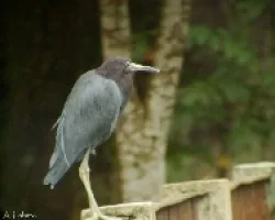 Egretta caerulea