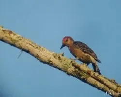 Carpintero