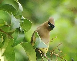 Chinitos
