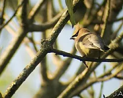 Chinitos