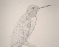 Colibri