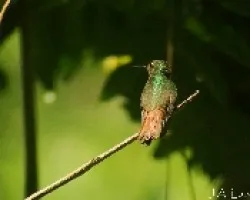 Tzacatl