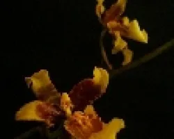 Oncidium 
