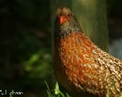 Chivizcoyo