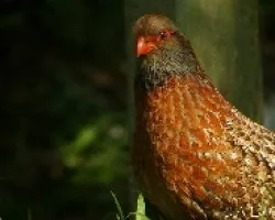 Chivizcoyo 
