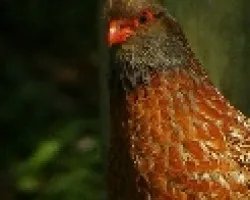 Chivizcoyo