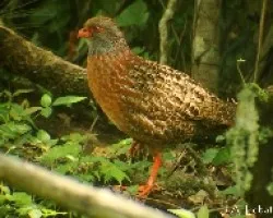 Chivizcoyo