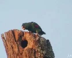 Loro