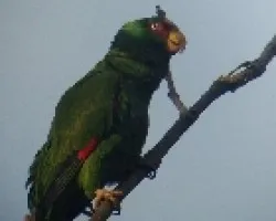 loro 1