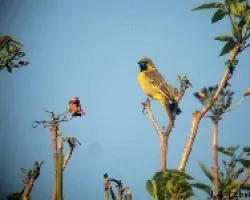 Calandria huertera