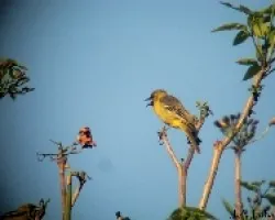 Calandria