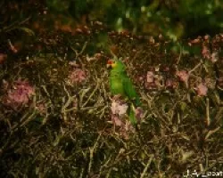 Loro Cachetiamarillo